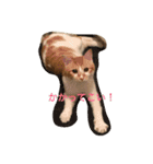 吾輩はニャンコ2（家猫リコピンの日常）（個別スタンプ：2）