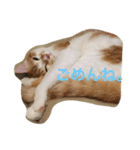 吾輩はニャンコ2（家猫リコピンの日常）（個別スタンプ：3）