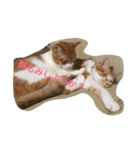吾輩はニャンコ2（家猫リコピンの日常）（個別スタンプ：4）