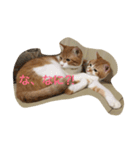 吾輩はニャンコ2（家猫リコピンの日常）（個別スタンプ：5）