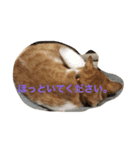 吾輩はニャンコ2（家猫リコピンの日常）（個別スタンプ：6）
