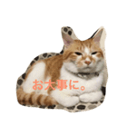 吾輩はニャンコ2（家猫リコピンの日常）（個別スタンプ：8）