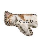 吾輩はニャンコ2（家猫リコピンの日常）（個別スタンプ：10）