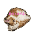 吾輩はニャンコ2（家猫リコピンの日常）（個別スタンプ：11）