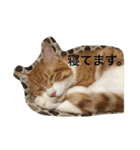 吾輩はニャンコ2（家猫リコピンの日常）（個別スタンプ：14）