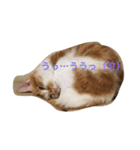 吾輩はニャンコ2（家猫リコピンの日常）（個別スタンプ：17）