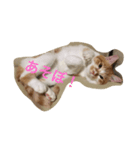 吾輩はニャンコ2（家猫リコピンの日常）（個別スタンプ：18）