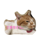 吾輩はニャンコ2（家猫リコピンの日常）（個別スタンプ：19）