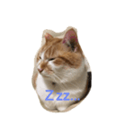 吾輩はニャンコ2（家猫リコピンの日常）（個別スタンプ：21）