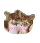 吾輩はニャンコ2（家猫リコピンの日常）（個別スタンプ：22）