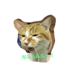 吾輩はニャンコ2（家猫リコピンの日常）（個別スタンプ：23）