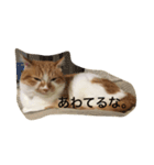 吾輩はニャンコ2（家猫リコピンの日常）（個別スタンプ：24）