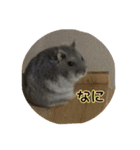 ぽちゃがす（個別スタンプ：2）