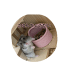 ぽちゃがす（個別スタンプ：3）