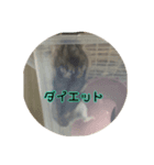 ぽちゃがす（個別スタンプ：6）