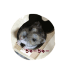 ぽちゃがす（個別スタンプ：8）