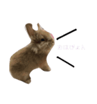 ぽむぽむ（個別スタンプ：1）