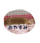 ぽむぽむ（個別スタンプ：6）