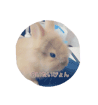 ぽむぽむ（個別スタンプ：8）