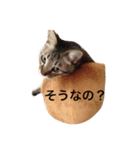 キジのモンブラン（個別スタンプ：13）