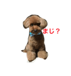 あんちゃん ごあいさつ（個別スタンプ：4）