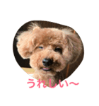 あんちゃん ごあいさつ（個別スタンプ：5）