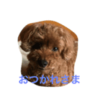 あんちゃん ごあいさつ（個別スタンプ：7）