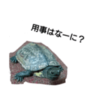 ハムスターと亀（個別スタンプ：1）