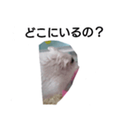 ハムスターと亀（個別スタンプ：2）