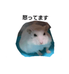 ハムスターと亀（個別スタンプ：4）
