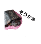 ハムスターと亀（個別スタンプ：5）