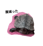 ハムスターと亀（個別スタンプ：7）