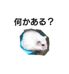 ハムスターと亀（個別スタンプ：8）