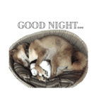 salmon shiba（個別スタンプ：1）