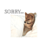 salmon shiba（個別スタンプ：6）