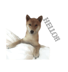 salmon shiba（個別スタンプ：7）