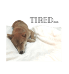 salmon shiba（個別スタンプ：8）