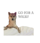salmon shiba（個別スタンプ：9）