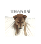 salmon shiba（個別スタンプ：10）
