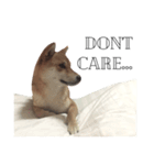 salmon shiba（個別スタンプ：14）