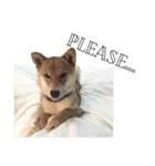 salmon shiba（個別スタンプ：16）