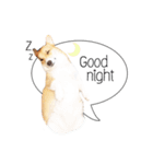 Nemo sweetcorgi（個別スタンプ：1）