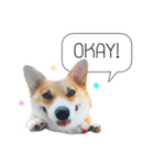 Nemo sweetcorgi（個別スタンプ：3）
