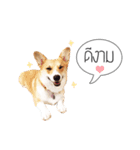 Nemo sweetcorgi（個別スタンプ：5）