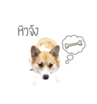 Nemo sweetcorgi（個別スタンプ：6）