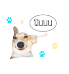 Nemo sweetcorgi（個別スタンプ：7）