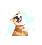 Nemo sweetcorgi（個別スタンプ：8）