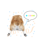Nemo sweetcorgi（個別スタンプ：9）