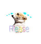 Nemo sweetcorgi（個別スタンプ：10）