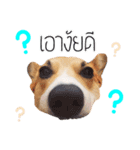 Nemo sweetcorgi（個別スタンプ：11）